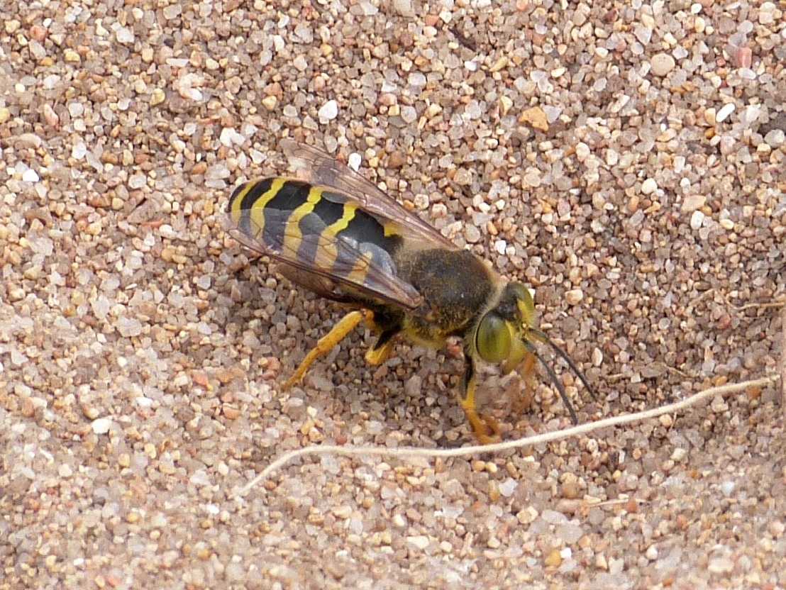 Bembix rostrata che portano prede in tana